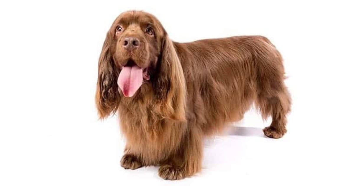 Sussex Spaniel