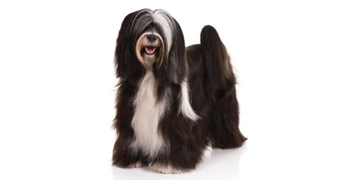 Tibetan Terrier