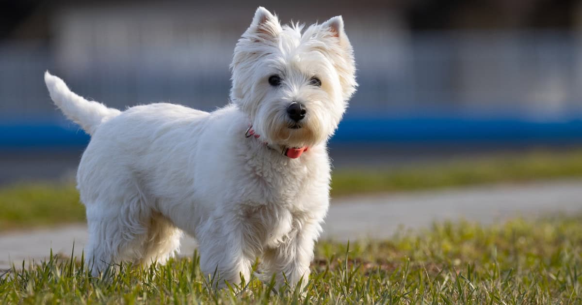 West Highland White Terrier