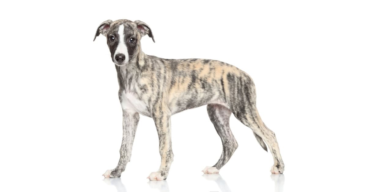 Whippet