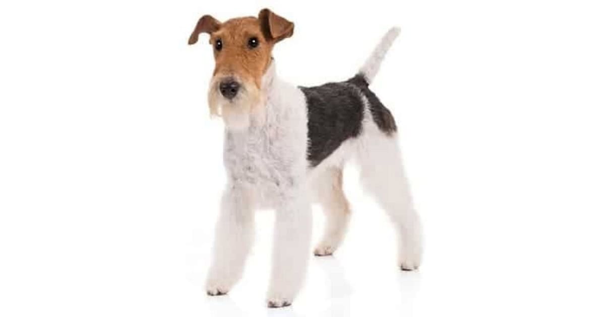 Wirefox Terrier