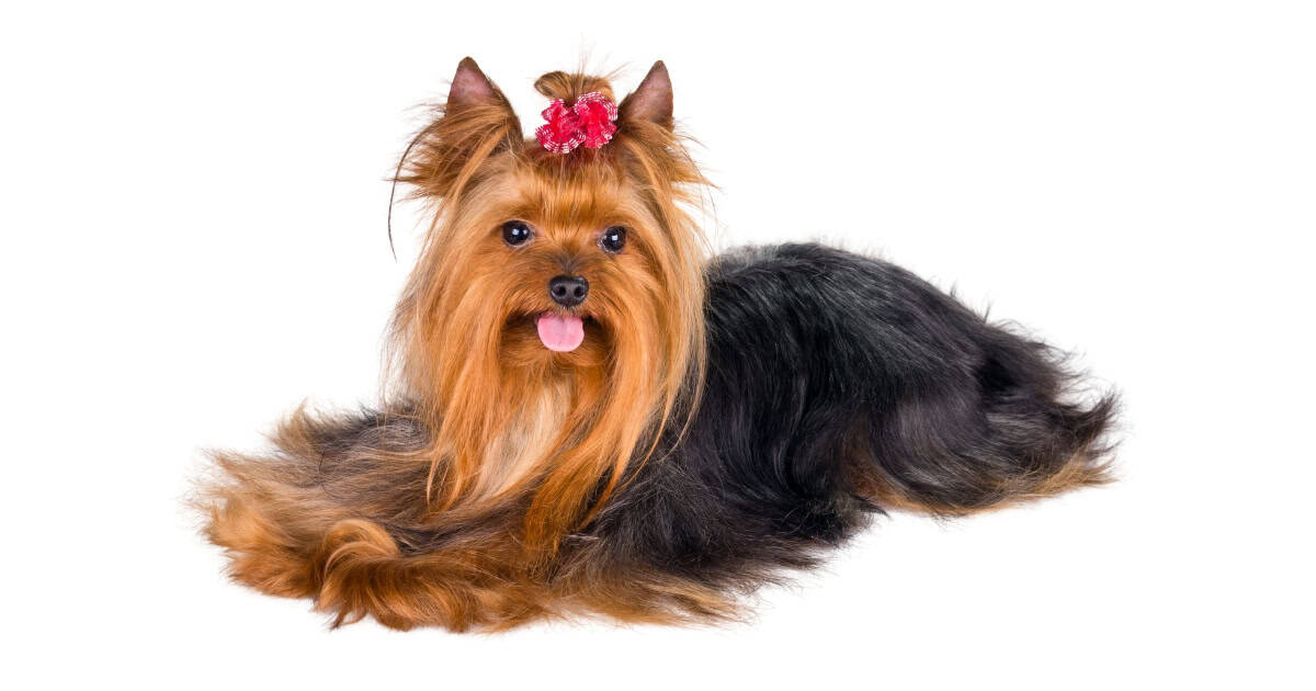 Yorkshire Terrier