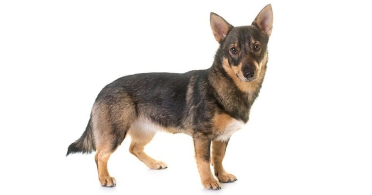 swedish vallhund