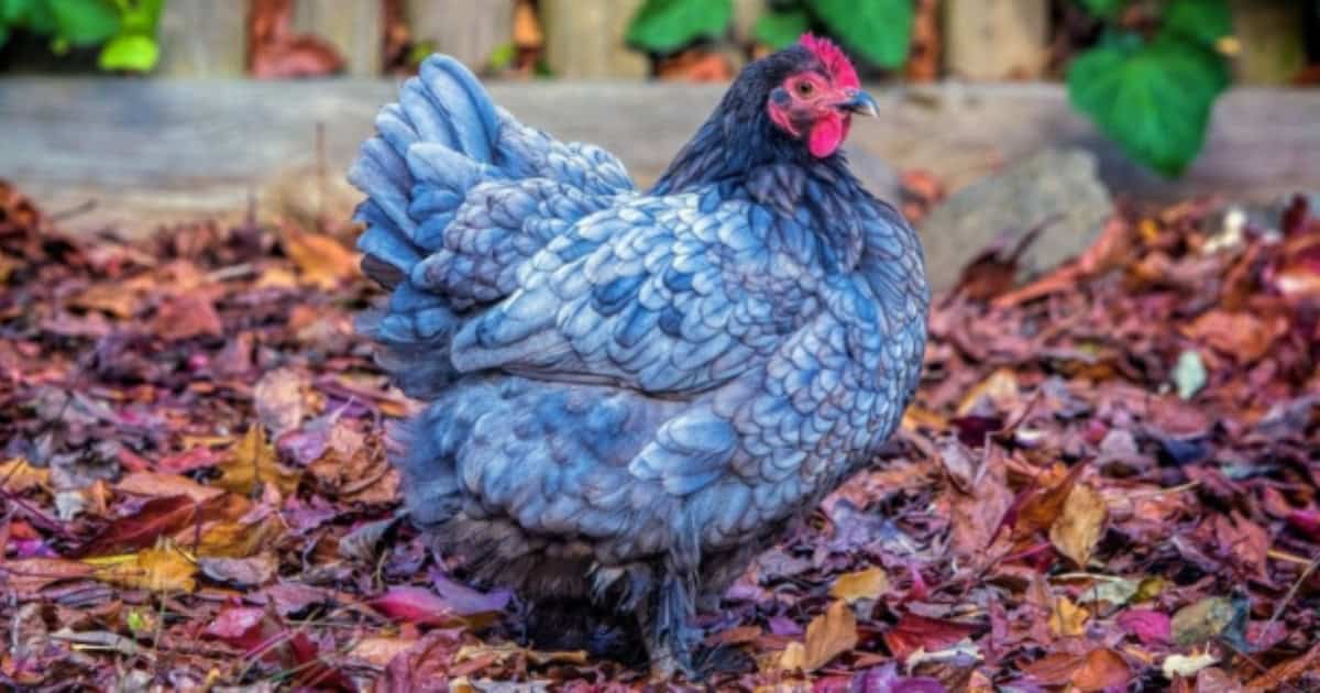 Blue Australorp
