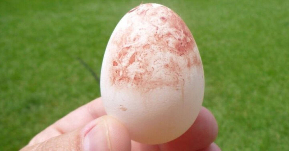 First Australorp Egg