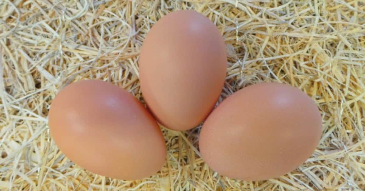 Rhode Island Red Chicken Eggs