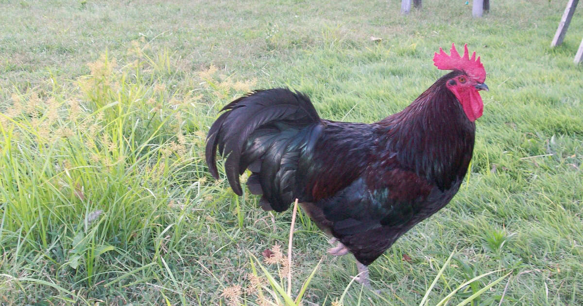 Barter Black Chicken