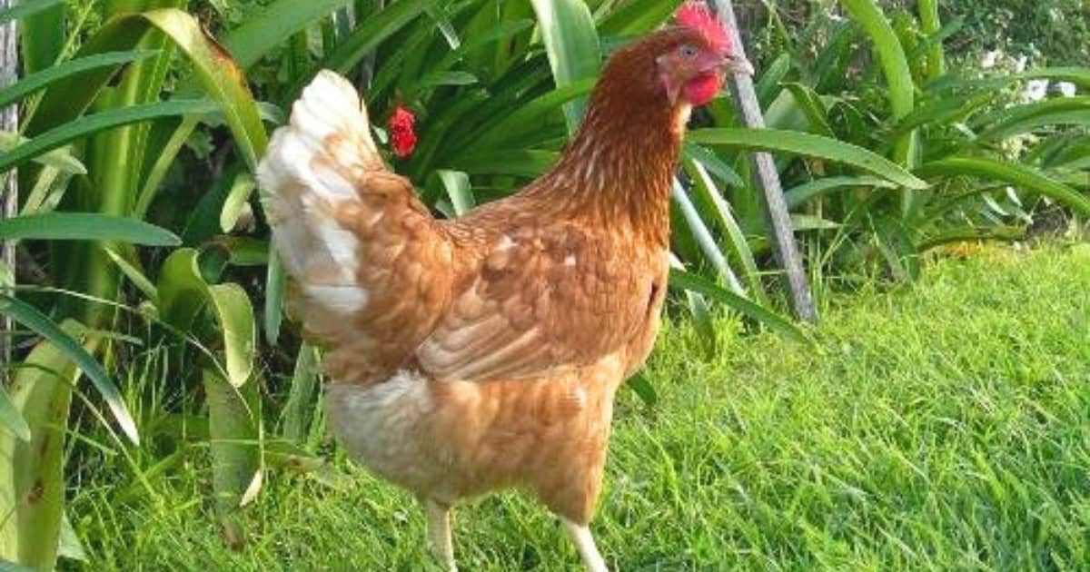 Barter Brown Chickens