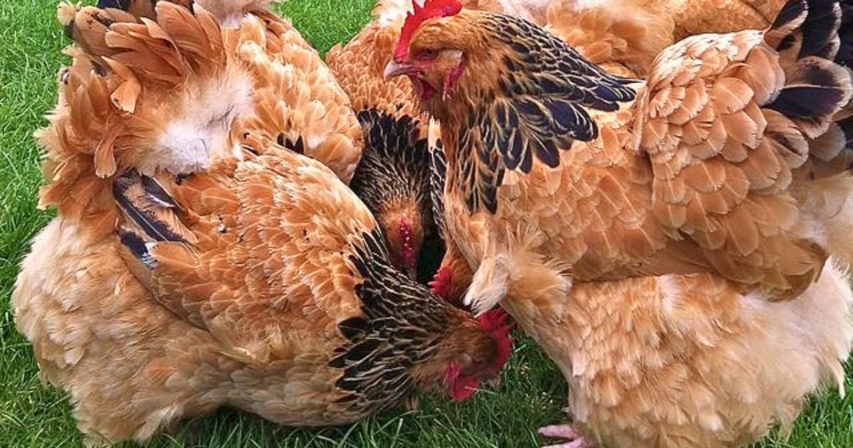 Buff Sussex Chickens