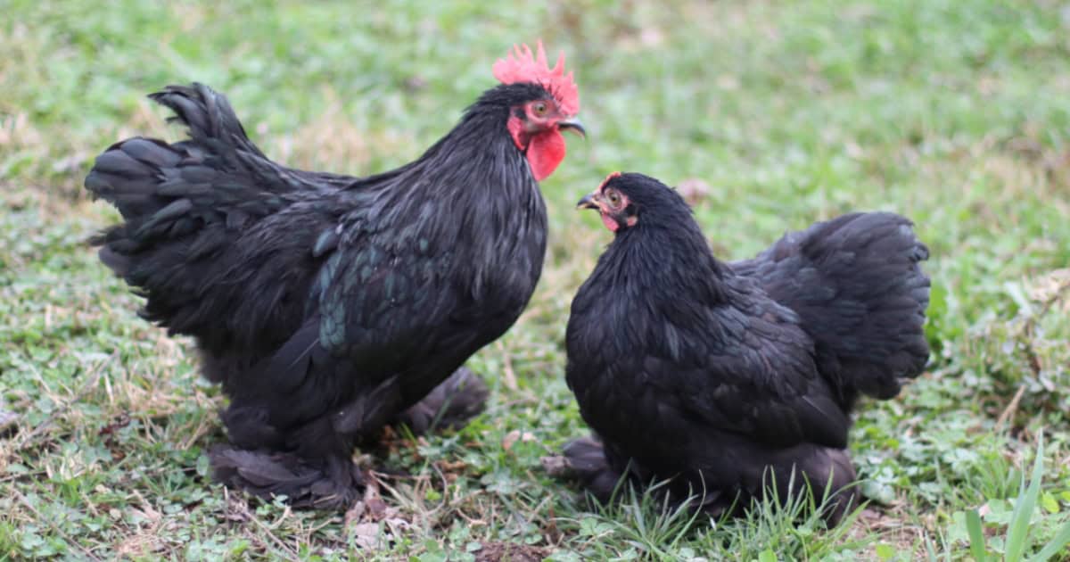Cochin Bantams 'Pekin'