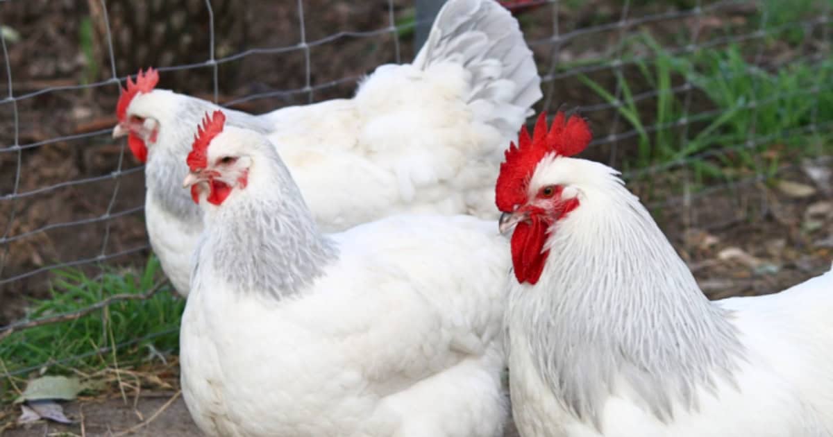 Coronation Sussex Chickens