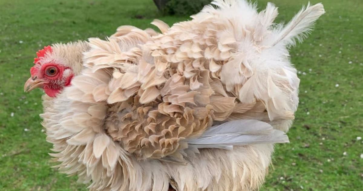 Frizzle Breed Temperament