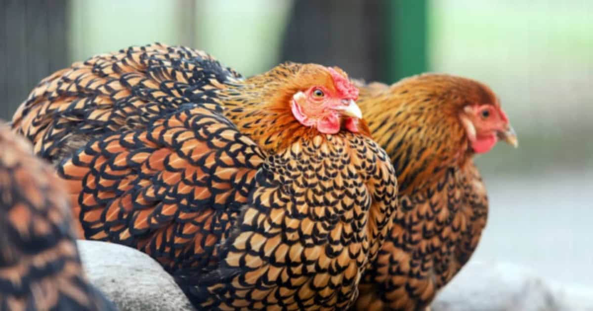 Gold Laced Wyandotte (aka. Golden Laced)