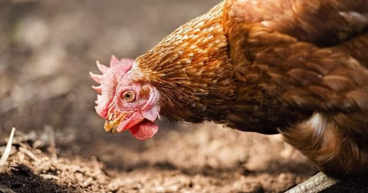 Isa Browns are happier if you allow them to free range every day