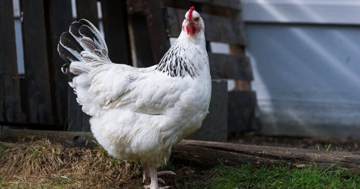 Light Sussex Chicken