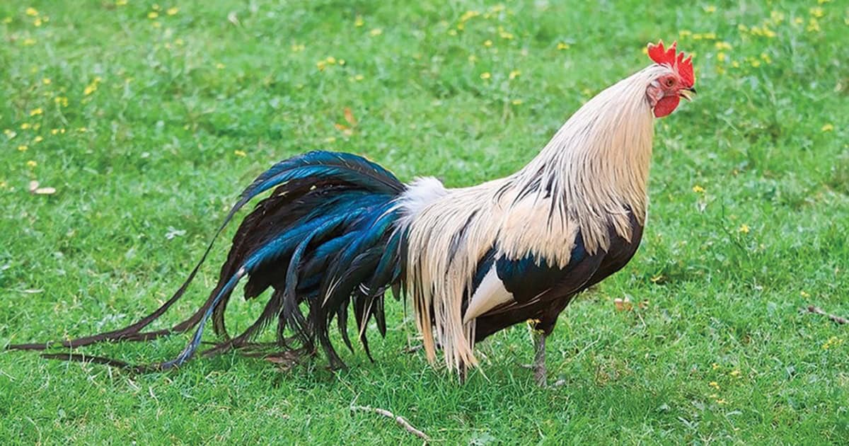 Phoenix Chicken Breed