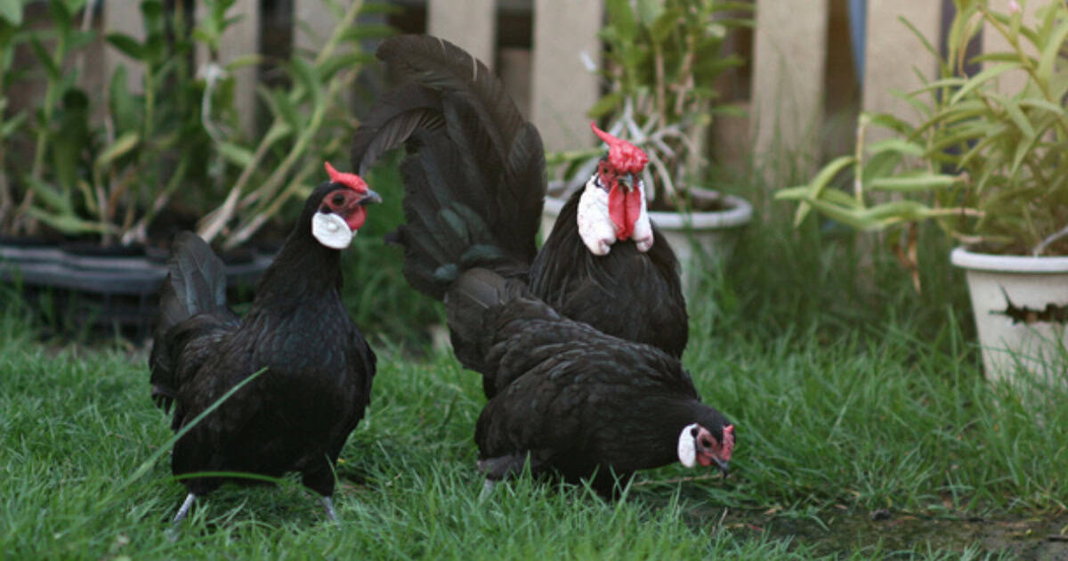 Rosecomb Chicken Breed - Black