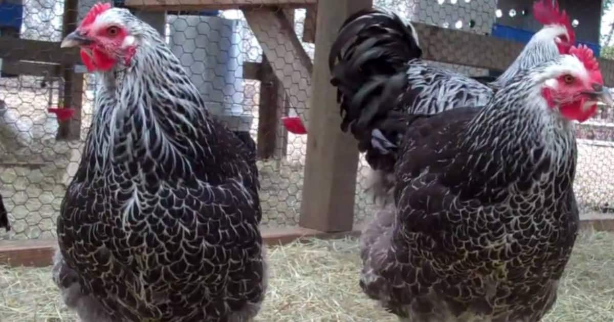 Silver Sussex Chickens