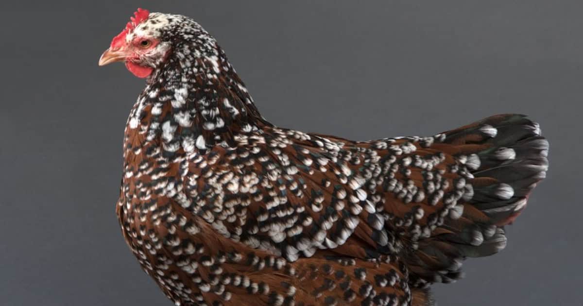 Speckled Sussex Chicken