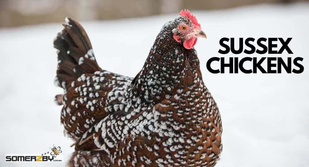 Sussex Chickens