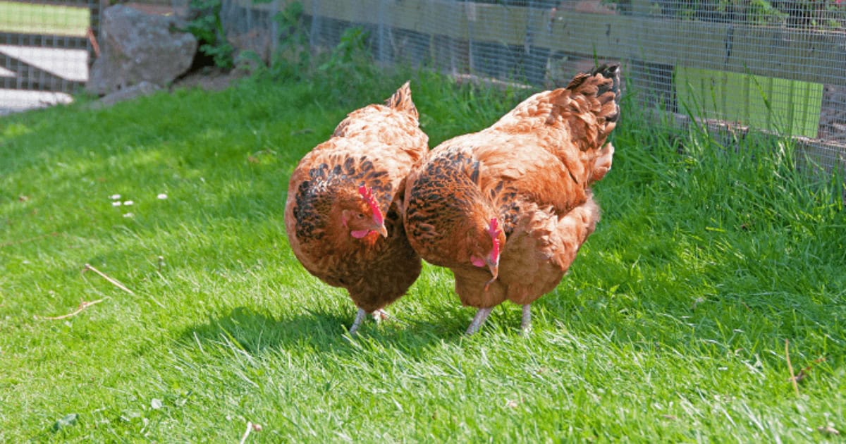 Sussex Chicken Breed - Brown