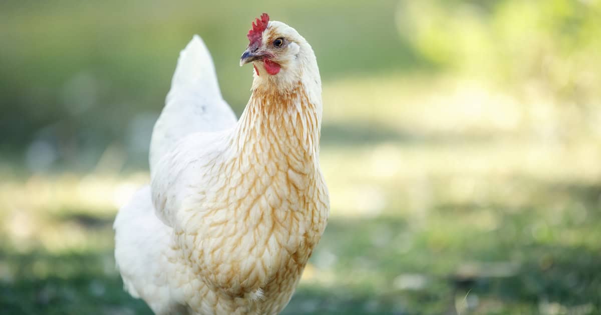 White Sussex Chicken