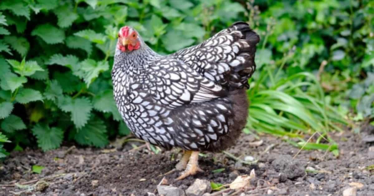 Wyandotte Chicken Temperament