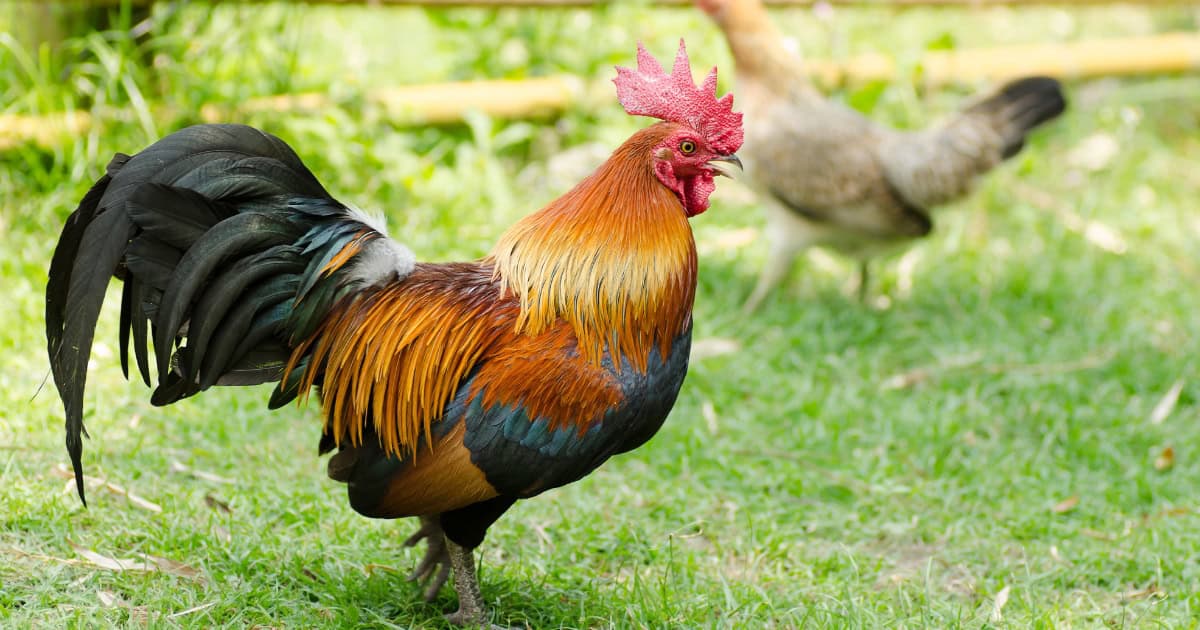 jungle fowl chicken
