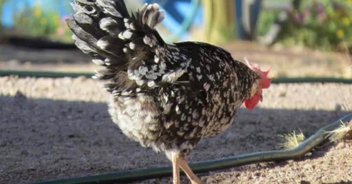 Ancona Chicken Breed