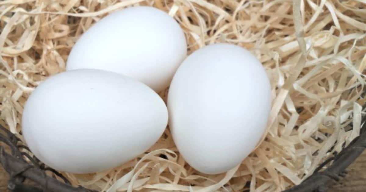 Ancona Chicken Egg Colour