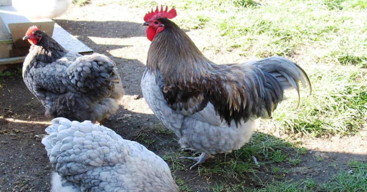 Blue Orpington Chicken
