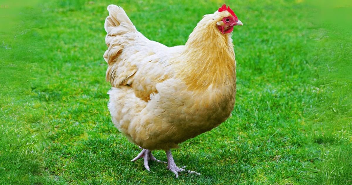 Orpington Appearance