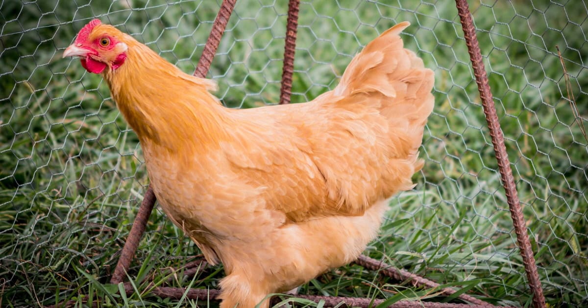 Orpington Chicken Temperament