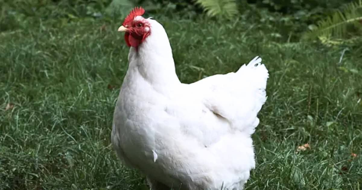 White Orpington Chicken