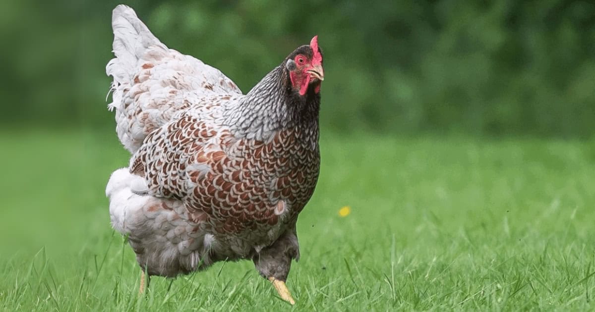 Barnevelder Appearance