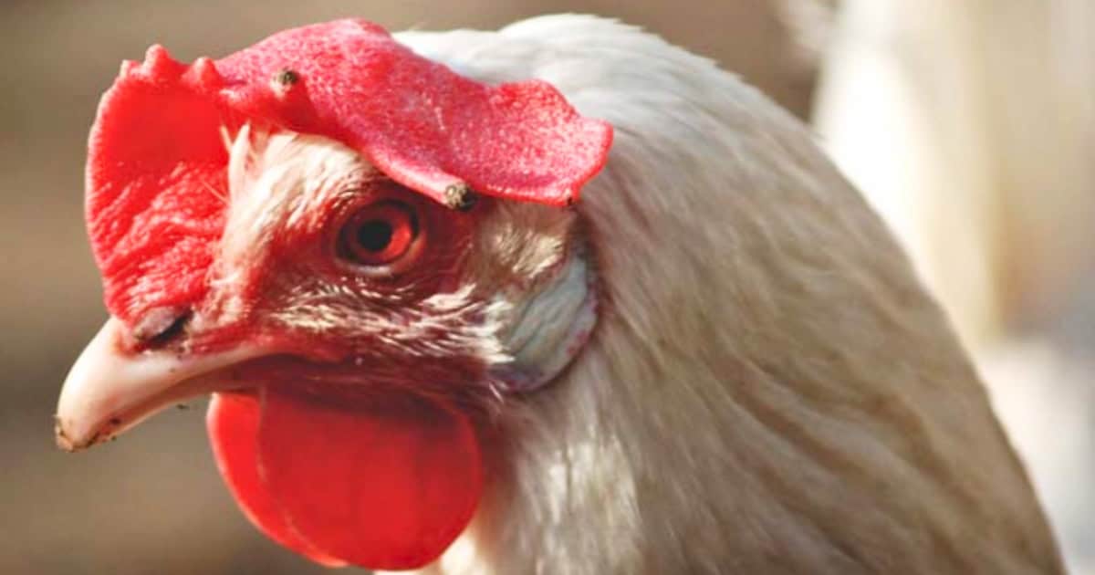 Caring For Your Leghorn Chickens