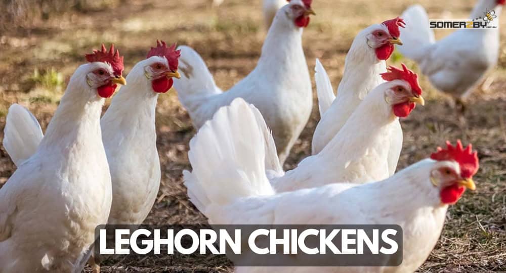 Leghorn Chicken Breed
