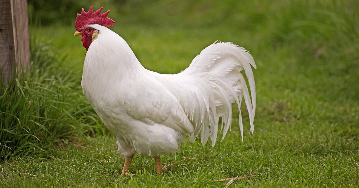 Leghorn Roosters