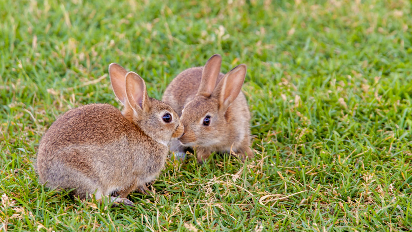 Rabbit Hutches Lower Banner