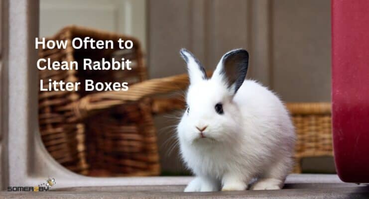 How Often to Clean Rabbit Litter Boxes