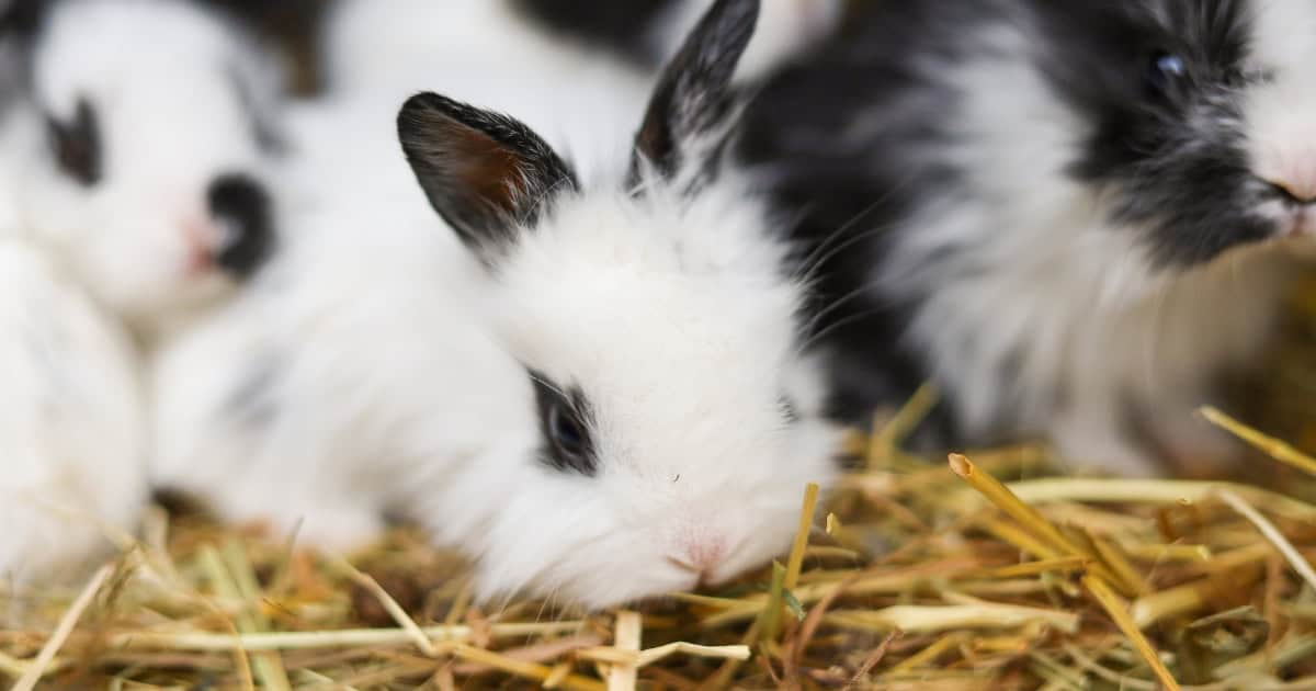 Rabbits eating straw