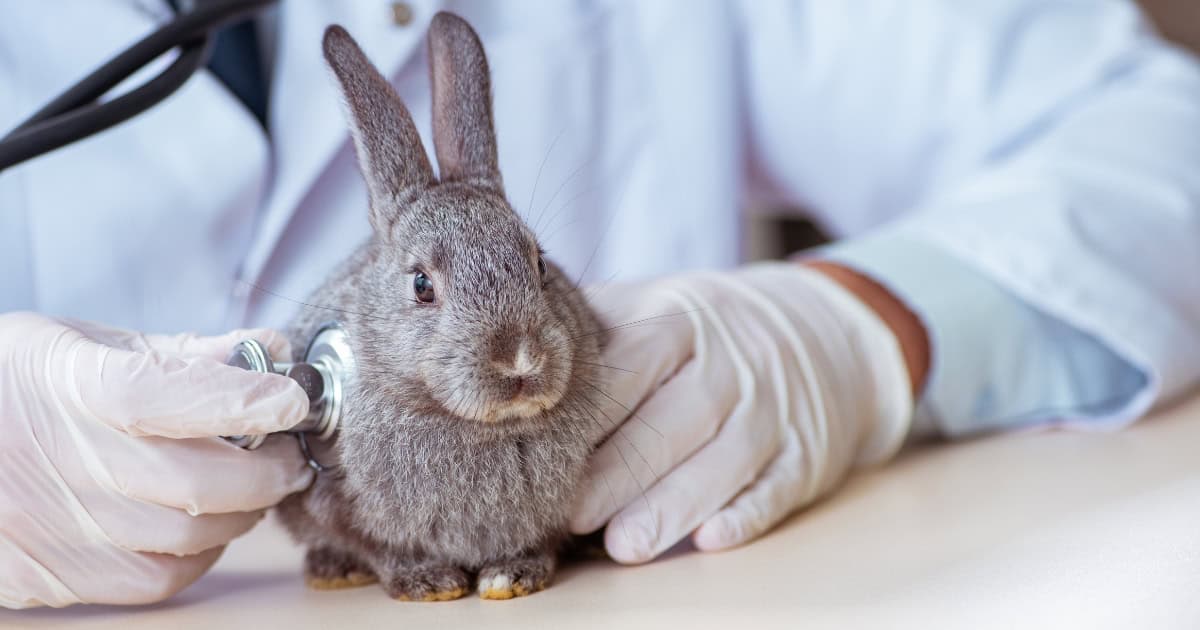 Signs of rabbit heat stroke