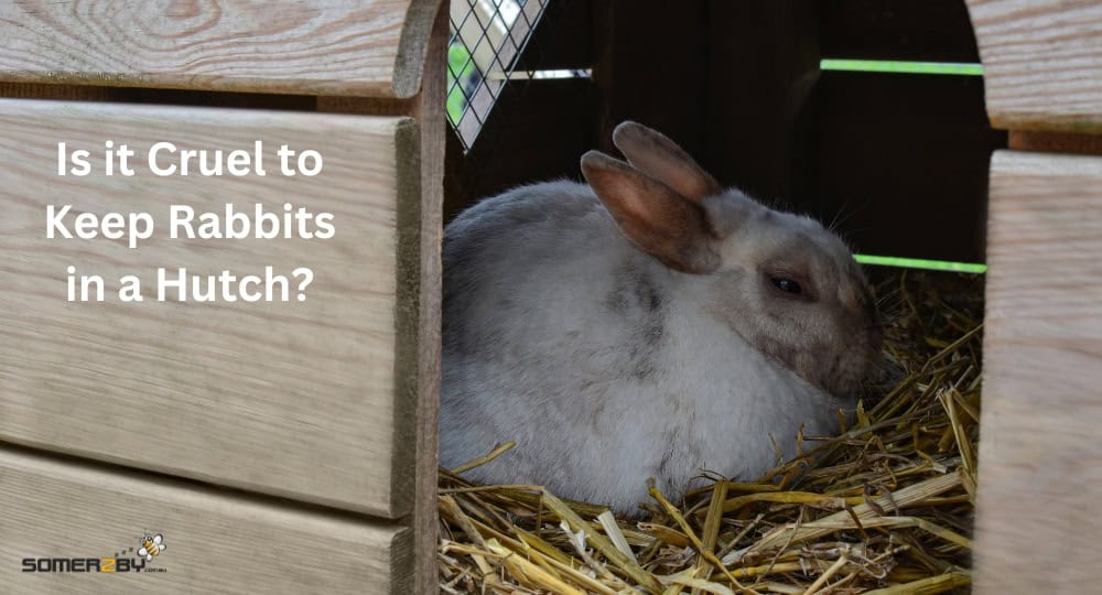 Is it Cruel to Keep Rabbits in a Hutch