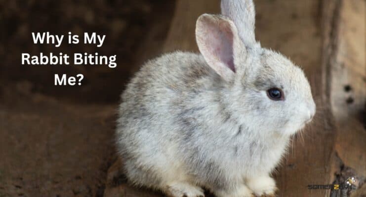 Why is My Rabbit Biting Me