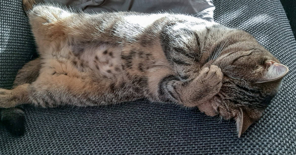 Front Paws Covering Face