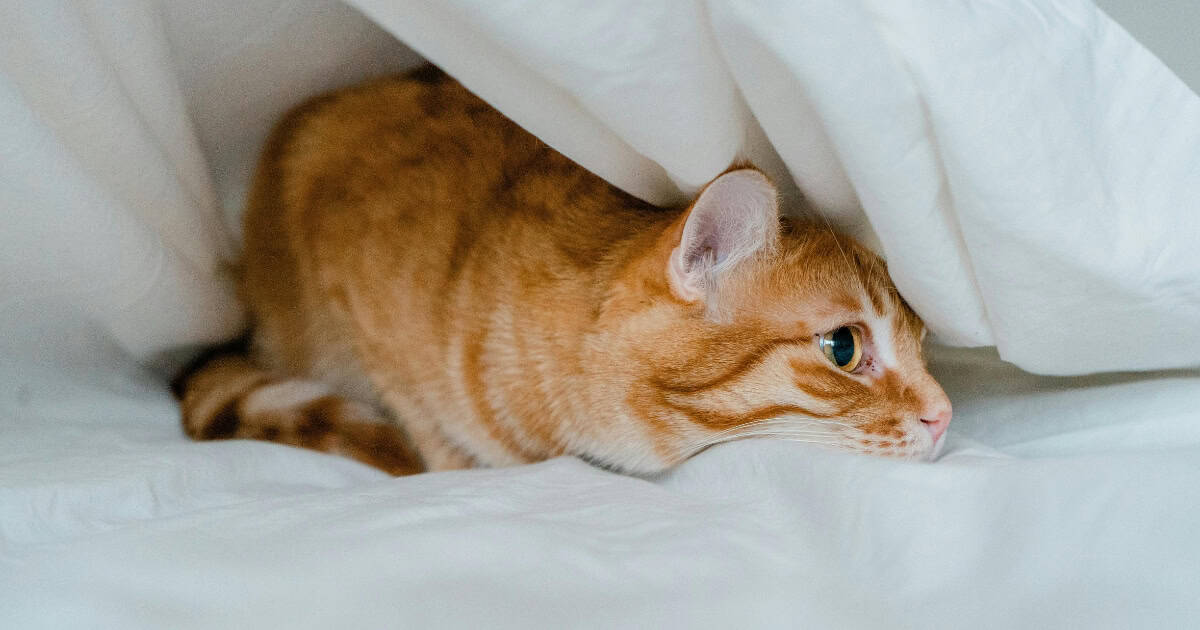 Cat Under the Covers
