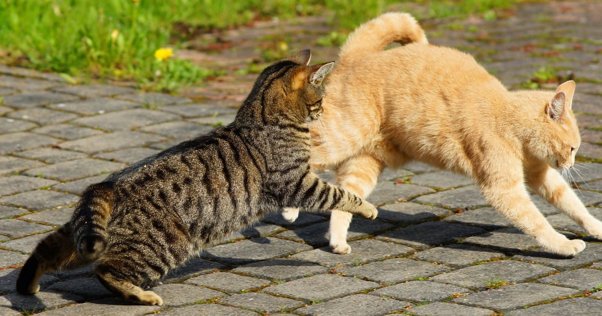 Fighting Over Territory