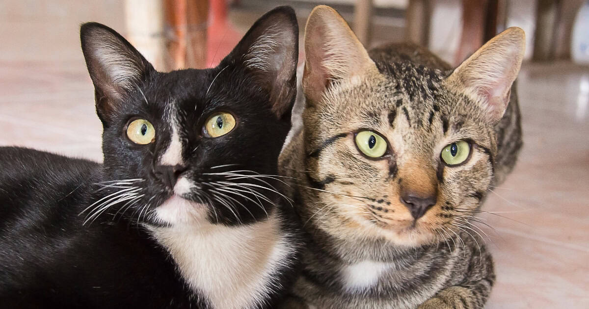 How To Stop Cat Fights