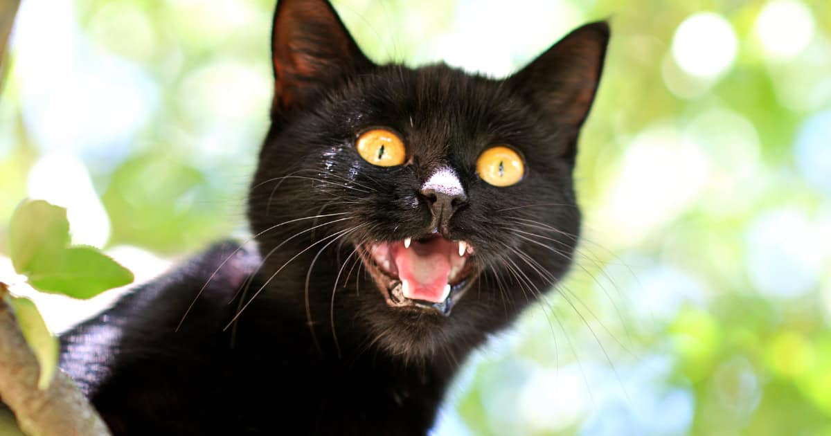 Territory Aggression