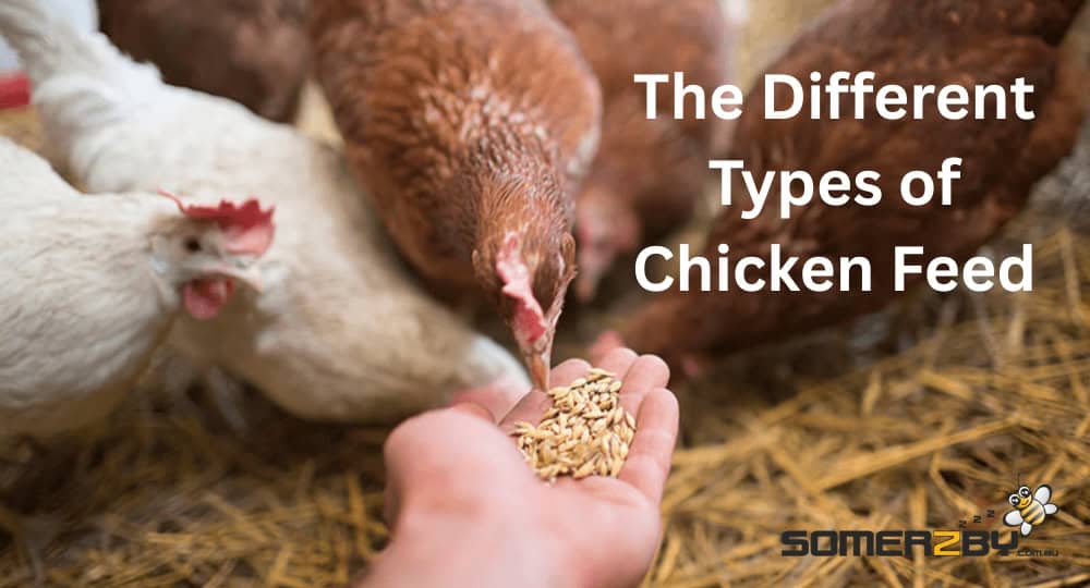 What Are The Different Types of Chicken Feed